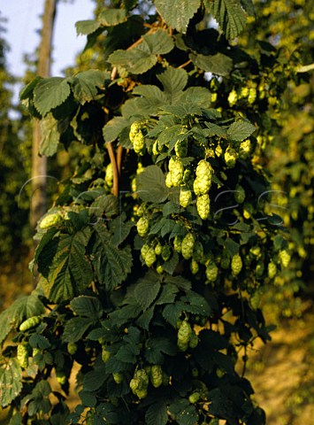 Target Hops   Blue House Farm Marden Kent