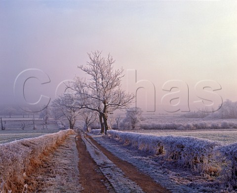 Thick frost on trees  Nottinghamshire England