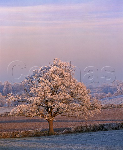 Heavily Frosted tree at East Markham   Nottinghamshire