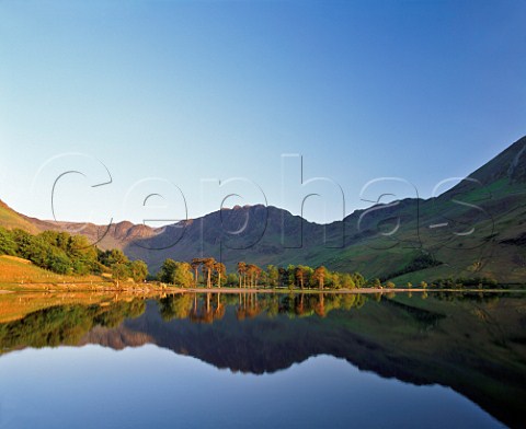 Pine trees at the head of Buttermere lake with Hay Stacks behind       Lake District Cumbria England