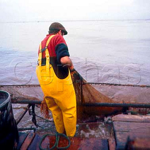 Pulling in the shrimp trawl Southport Lancashire