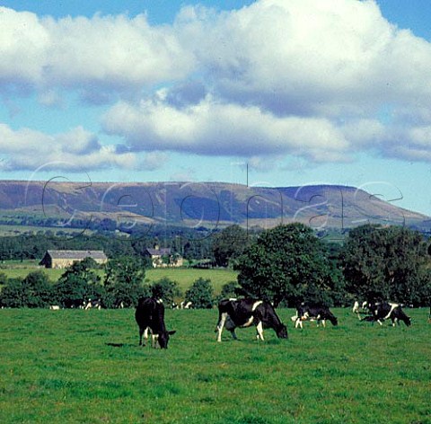 Friesan cattle grazing in meadow with Totridge Fell   beyond Lancashire