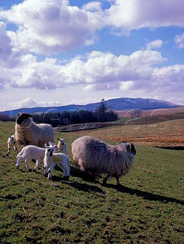 Blackface ewes with Cheviot X lambs Loch Urr   Moniaive Dumfries