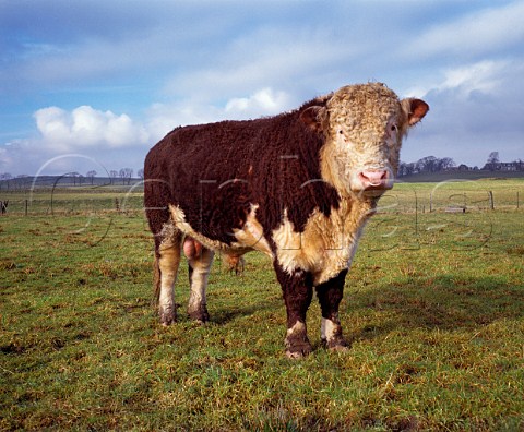2year old Hereford bull