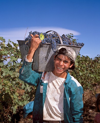 Harvesting Cabernet Sauvignon grapes in vineyard of Bodegas Trapiche Tupungato Argentina