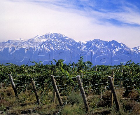 Vineyard with the Andes beyond  Mendoza province Argentina