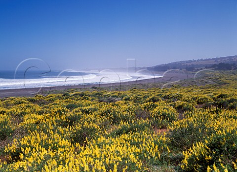 Yellow lupins in flower on the Pacific coast near Pichilemu Patagonia Chile