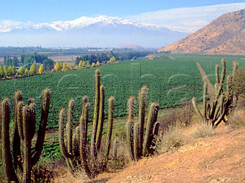 Las Morros vineyard of Vina Santa Emiliana on the   banks of the Maipo River near Puente Alto Chile   KendallJackson purchase grapes from here