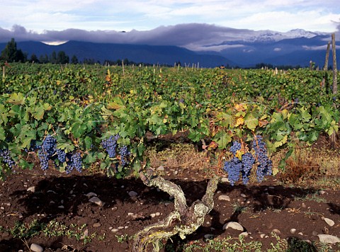 Cabernet Sauvignon vineyard of Santa Amalia  owned   by the French distillery company Massanez   Rancagua Chile