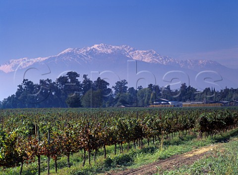 Vineyard of Concha y Toro with the Andes in the distance Pirque Chile  Maipo Valley