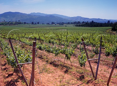 Vineyards along the Rio Itata Chillan Chile Itata Valley