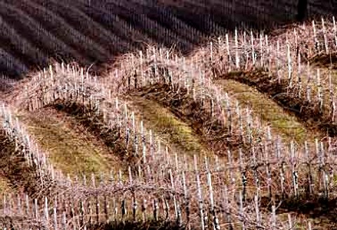 Rows of still unpruned vines in early   spring Fairview Farm Vineyard Paso   Robles San Luis Obispo Co Calif