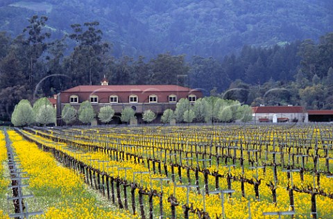 Springtime mustard in vineyard of   Rubicon Estate formerly Niebaum   Coppola Rutherford Napa Valley   California