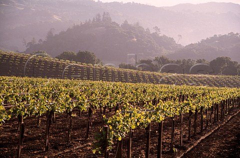 Vineyards in the Alexander Valley   region Sonoma Co California