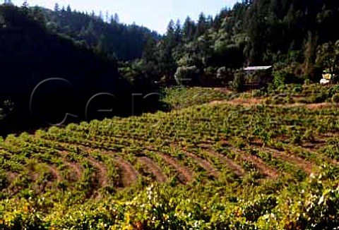 Cabernet Sauvignon of Mayacamas   Vineyards on slopes of Mount Veeder to   the west of the Napa Valley California