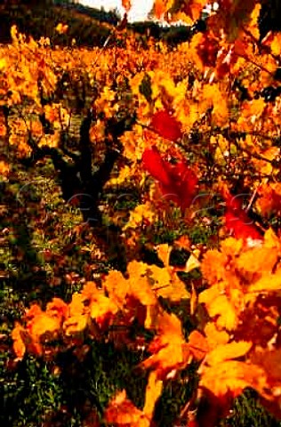 Autumn colours in vineyard of Geyser Peak Alexander Valley Sonoma Co California