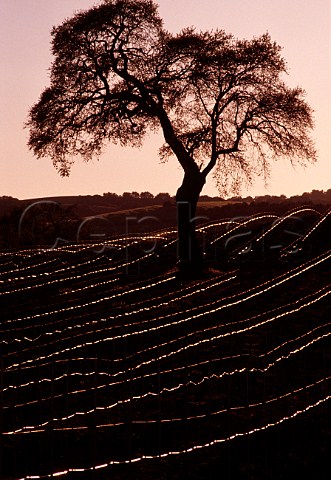 Oak tree in vineyard  the sun glistens   on the drip irrigation system  Paso Robles San Luis Obispo Co   California
