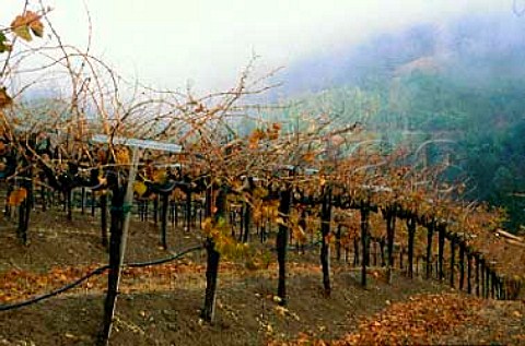 Hess Collect ion Napa Co California   Vineyards in December high on Mount   Veeder after first Winter rains