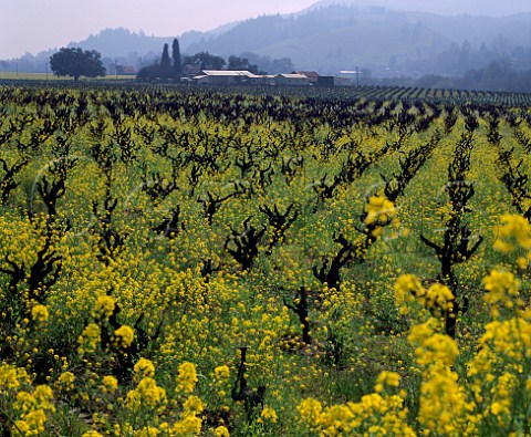 Spring mustard flowering in Zinfandel vineyard    Dry Creek Valley Sonoma Co California