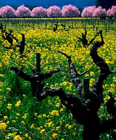 Springtime mustard flowering in old vineyard along   the Silverado Trail Napa Valley California