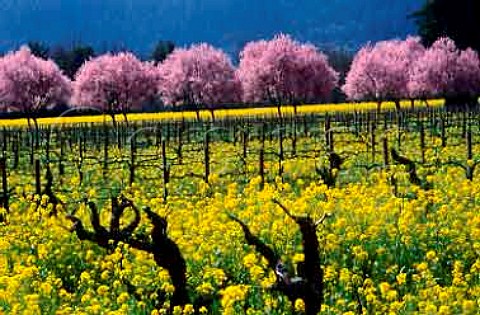 Old vineyard along the Silverado Trail   with flowering mustard and plum trees   Napa Valley California