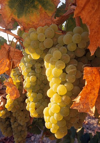 Ripe Chardonnay grapes of   Wild Horse Winery Paso Robles   San Luis Obispo Co California
