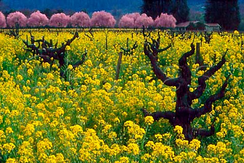 Springtime mustard in flower in old   vineyard along the Silverado Trail Napa   Valley California