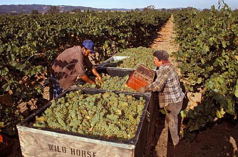 Harvesting Chardonnay grapes at Wild   Horse Winery Paso Robles San Luis   Obispo Co California