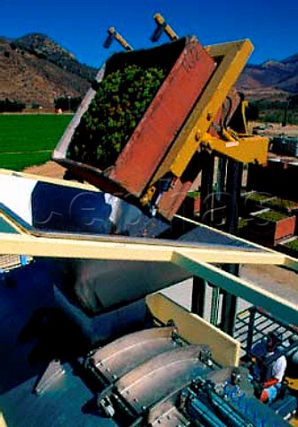 Chardonnay grapes from Bien Nacido vineyard arrive   at Au Bon Climat winery in the Santa Maria Valley   Santa Barbara Co California