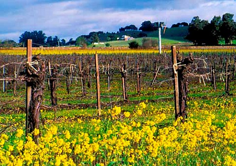 Spring mustard in vineyard of Pine Ridge Winery   Carneros Napa California
