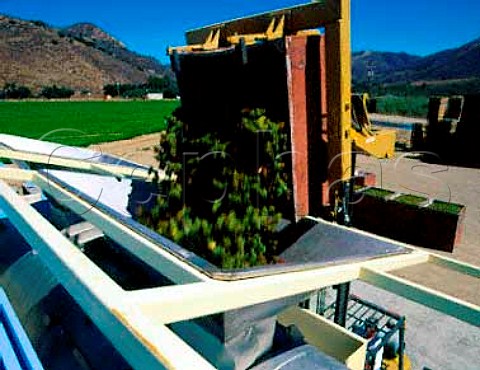 Chardonnay grapes from the Bien Nacido vineyard   arriving at Au Bon Climat winery Santa Maria   California   Santa Maria Valley