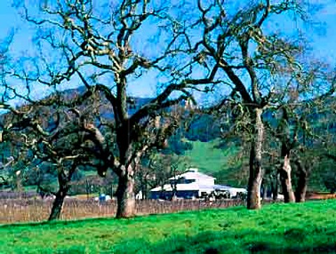 Old oak trees dominate the vineyard landscape around   Kunde Estate Winery Kenwood Sonoma Co California   Sonoma Valley