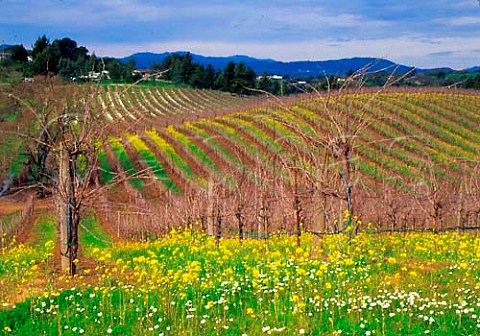 Early spring flowers in vineyard in Dry Creek   Valley Sonoma Co California