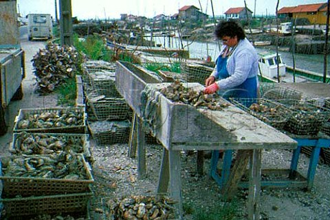 Removing oysters from slates on which  they have grown La Tremblade near Royan