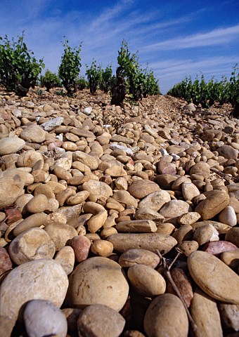 Vineyard of Chteau Cabrire showing the   stones galettes which are typical of   the area ChteauneufduPape Vaucluse   France