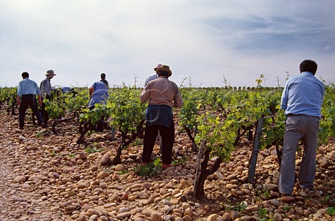 Spring pruning in vineyard of Domaine du VieuxTelegraphe Bedarrides Vaucluse France ChteauneufduPape