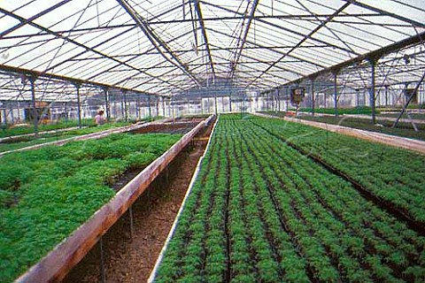 Growing herbs in greenhouse near Orange    Herbes de Provence