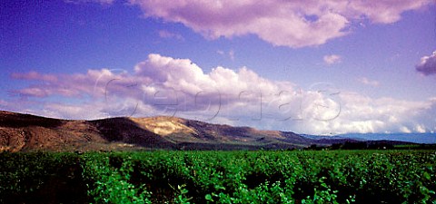Madeba Vineyards on the edge of the Karoo   semidesert near Robertson Cape Province South Africa Robertson