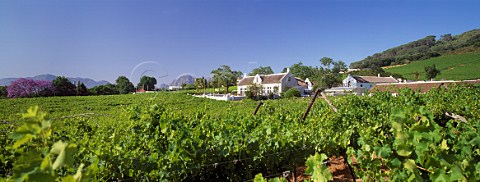 Vineyards around Grande Roche Hotel Paarl   Cape Province South Africa    Paarl WO