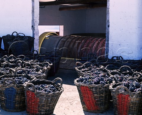Pinotage grapes in wicker baskets at Villiera   Paarl Cape Province South Africa     Paarl WO
