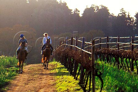 Horse riding in the vineyards of Groot   Constantia Cape Province South Africa   Constantia WO