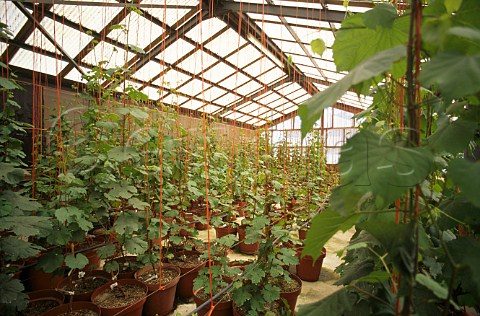 Mother plants in greenhouse at Ernita   Viticulture Research and Nursery Centre   of Nederburg Estate Wellington South   Africa