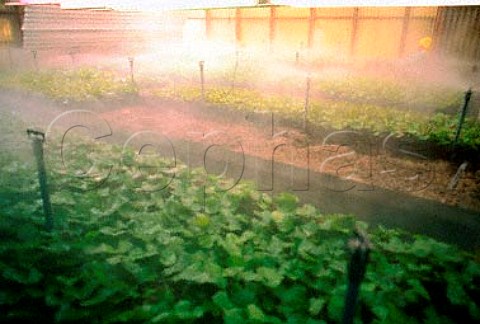 Mist spraying of young vines Ernita   Viticulture Research and Nursery Centre   of Nederburg Estate Wellington Cape   Province South Africa