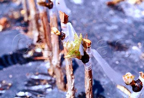 Chip buds leafing Ernita Viticulture   Research and Nursery Centre of             Nederburg Estate Wellington Cape   Province South Africa