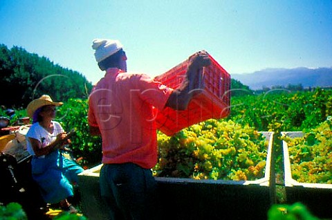 Harvesting Colombard grapes in Plaisir   de Merle vineyard of Distell Paarl   Cape Province South Africa  Paarl WO