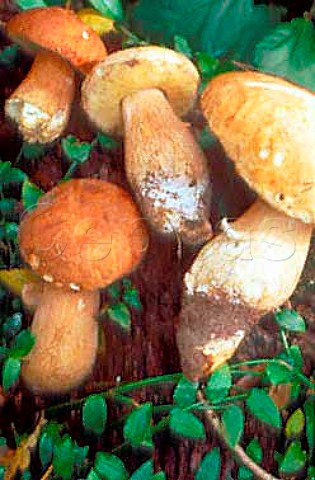 Ceps or Penny Bun Boletus EdulisA  tasty edible fungus they are here  growing in the pine forests around Table  Mountain South Africa