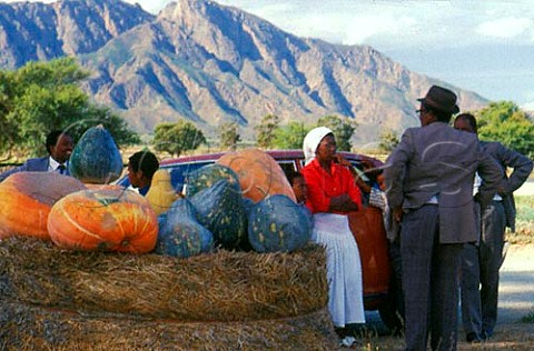 Pumpkins on sale by roadside Near  Worcester Cape Province South Africa