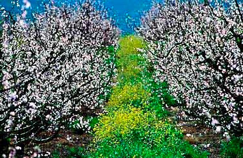 Peach blossom in orchards of Madeba a  farm near Robertson Cape Province South  Africa