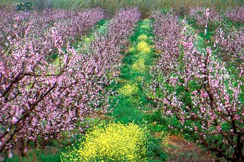 Peach blossom in orchards of Madeba a  farm near Robertson Cape Province South  Africa