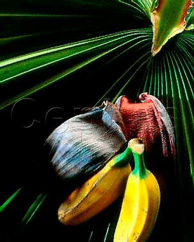 Banana and flower on palm leaf